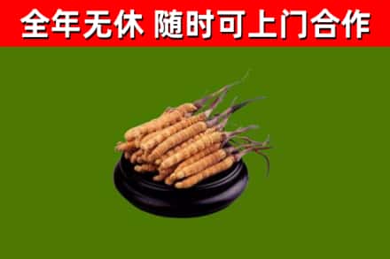 漯河回收散虫草