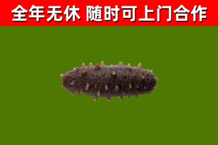 漯河回收海参干